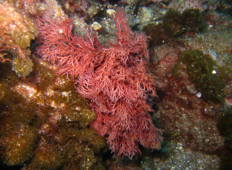 Alghe bianche, rosse e verdi